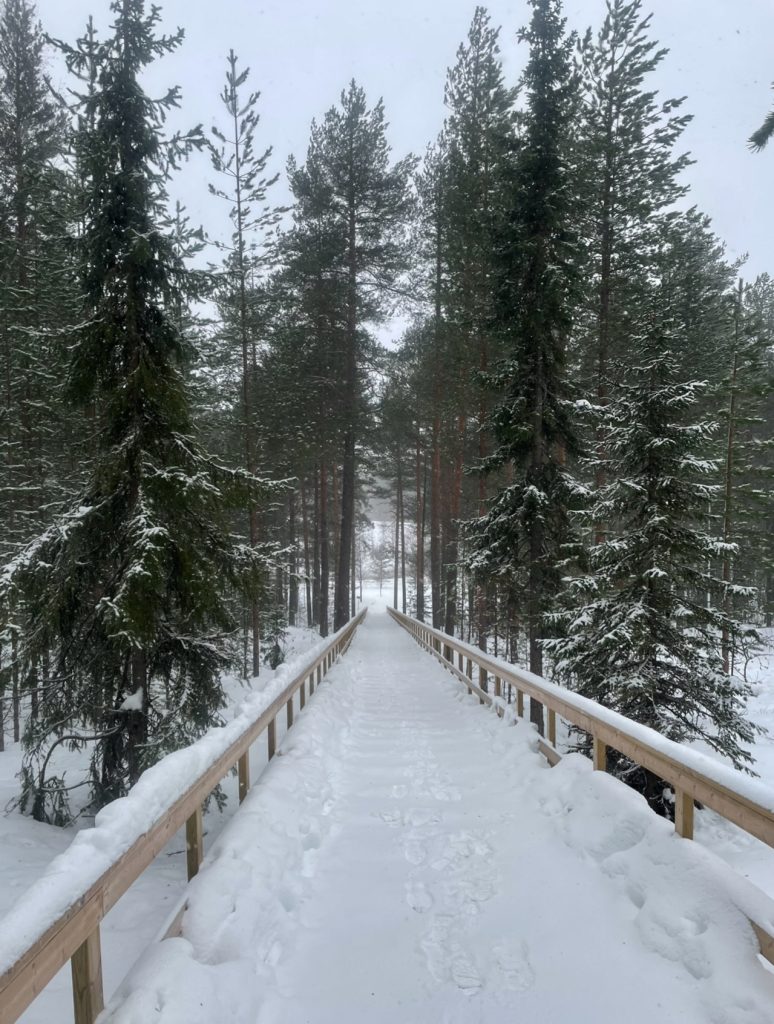 long walk with snow covered path and snow capped trees