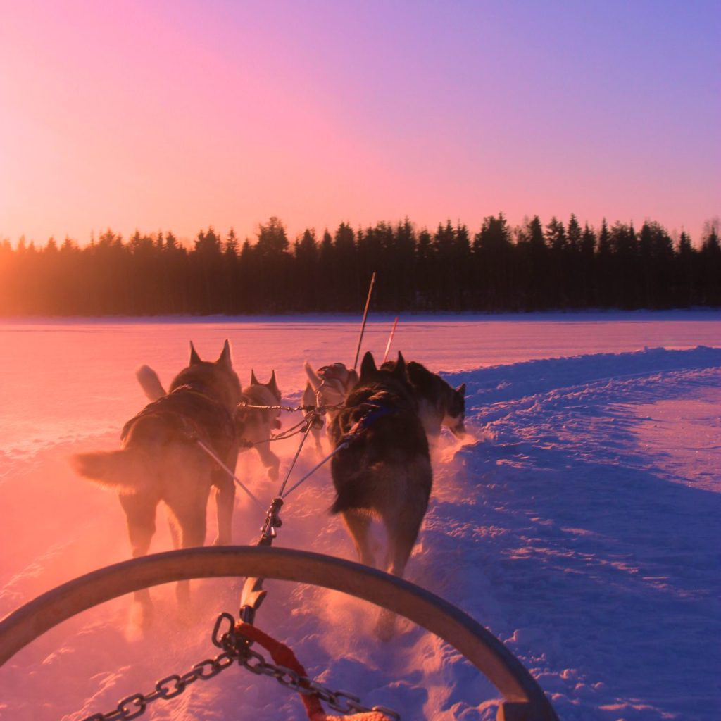 polar sky with huskies running