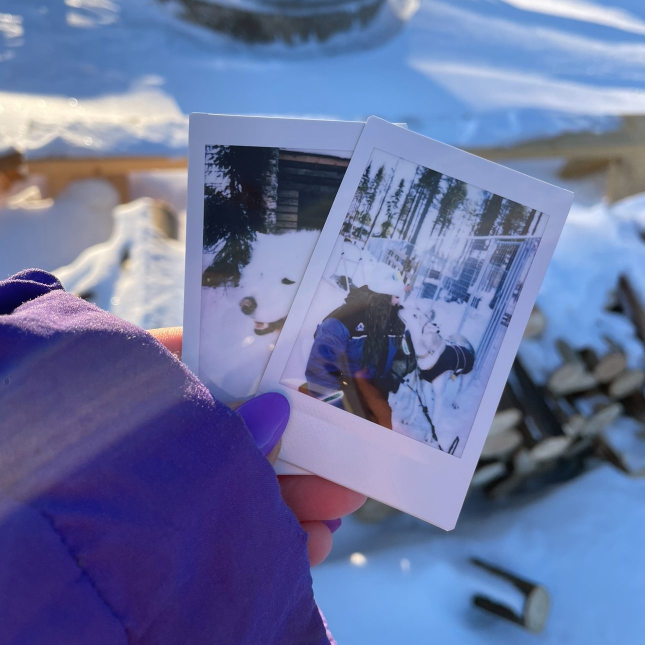 polaroid photos of husky 